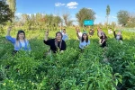 100 yılık ata tohumuyla ilk hasat yapıldı