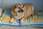13 yaşındaki obez köpek 'Kız', yürüyüş yaparak zayıflıyor