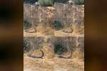 2 metrelik yılanların dansını kedi izledi