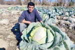 30 yıldır lahana üreten baba ve oğul, bölgeye organik ürün sunuyor