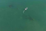 92 yıl yıl Ordu’da batmıştı: Rus şilebi dron ile görüntülendi, dalgıçlar gemiyi ilk kez keşfetti