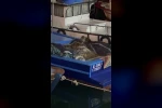 Aç kalan anne su samuru ve yavruları Gemlik’te tekneye sığındı