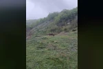 Aç kalan çakal yerleşim yerine indi 