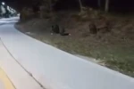 Aç kalan domuz sürüleri, üniversite kampüsüne indi