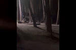 Aç kalan domuzlar Nilüfer Kent Ormanı’nda yiyecek aradı