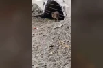 Aç kalan domuzlar sahile indi