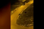 Aç kalan domuzlar şehre indi