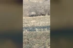 Aç kalan kurtlar yerleşim merkezine indi