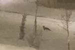Aç kalan tilki şehir merkezine indi