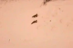 Aç kalan tilkiler yerleşim yerlerinde görülmeye başlandı