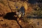 Aç kalan tilkiye ‘diyet bisküvi’ ikramı