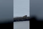 Aç kalan tilkiyi elleriyle besledi
