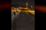 Aç kalan yaban domuzları yerleşim yerine indi
