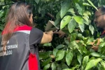 Adana’da Akdeniz meyve sineğiyle mücadele sürüyor