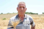 Adana’da ata tohumu karakılçık buğdayı yeniden üretime kazandırıldı