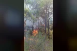 Adana’da çıkan orman yangınları söndürüldü