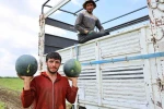 Adana’da karpuz hasadında sona gelindi