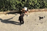 Adana’da kediyi parçalayan pitbullun sahibine 95 bin lira ceza