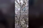 Adana’da kiraz çiçekleri karla kaplandı