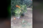Adana’da portakal ağaçları buz tuttu