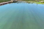 Adana’da sel suları tarım arazilerini sular altında bıraktı