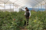 Adana’da sevgililerin gülleri dalında kurudu