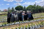 ADEM projesinde ilk çilek hasadı yapıldı
