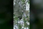 AFAD’dan keçi kurtarma operasyonu