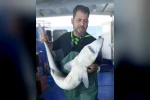 Ağa takılan köpekbalığı denize bırakıldı