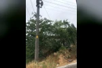 Ağaçların içinden geçen elektrik telleri tehlike saçıyor