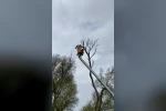 Ağaçta asılı kalan leylek kurtarıldı