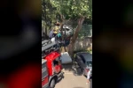 Ağaçta mahsur kalan kedi itfaiye tarafından kurtarıldı