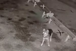 Ağıla giren kurt, koyunları telef etti