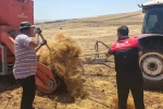 Ağın’da mercimek tohumluklarında hasat kontrolleri