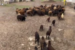 Ağrı’da kuzuların anneleri ile buluşması renkli anlara sahne oldu