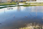 Ağrı’da sağanak nedeniyle dereler taştı