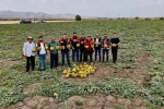 Ağrı’nın verimli tarlalarında kavunlar tezgâha hazırlanıyor