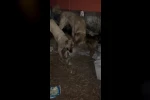 Ahıra girmeye çalışan kurdu kangallar telef etti
