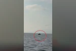 Akdeniz açıklarında balıkçı teknesini selamlayan yunuslar görüntülendi