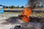 Alaca’da ele geçirilen 21 kök kenevir imha edildi