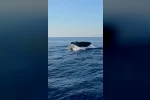 Alanya açıklarında balina heyecanı kamerada