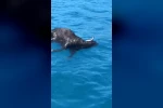 Alanya Kalesi açıklarında denizde ölü keçi bulundu