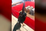 Alanya’da horoz dövüşüne jandarma baskını: 11 kişiye 143 bin TL ceza