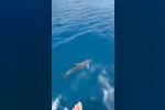 Alanya’da yunusların gösterisi turistleri hayran bıraktı