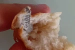 Aldığı ekmeğin içerisinden vida çıktı