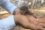 Alevlerden kurtulan kediye İHA ekibi kucak açtı