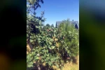 Ali Dağı’nda elma ağacı hem meyve verdi hem çiçeğe durdu