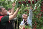 Amasya’da dalları kiraz bastı, bu yıl 50 bin ton rekolte bekleniyor