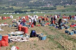 Amasya’da soğan hasadı başladı: Tarlada kilosu 12-25 TL arasında