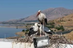 Anadolu’da leyleklerin göç hazırlığı